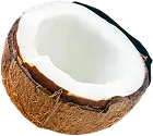 Coconut 3