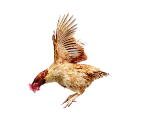 chicken-flying-against-clear-sky 1